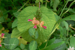 Alysicarpus longifolius